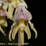 Epipogium aphyllum Flower