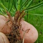 Festuca rubra Feuille