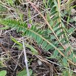 Astragalus monspessulanus पत्ता