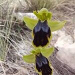 Ophrys marmorata Blüte