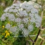 Angelica sylvestrisFlower