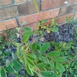 Indigofera hirsuta Hoja