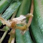 Saxifraga longifolia Fruit