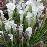 Sarracenia leucophylla 葉