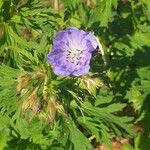 Geranium pratenseVirág