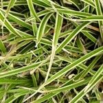 Carex morrowii 葉