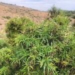 Tournefortia candidula Habit