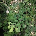 Spiraea chamaedryfolia 葉