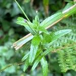 Epilobium tetragonum Лист