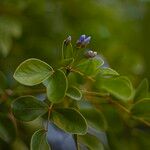 Guaiacum officinale Flower