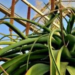 Aloe spicata Flower