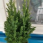 Juniperus chinensisHostoa