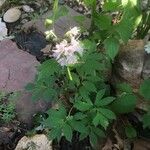 Hydrophyllum virginianum Blatt