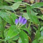 Gentiana clausa Квітка