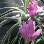 Tillandsia cacticola Flower