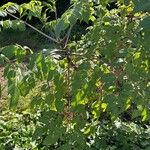 Dahlia imperialis Leaf