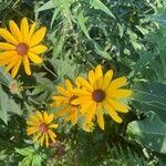 Rudbeckia subtomentosa Çiçek