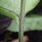 Bolbitis fluviatilis Leaf