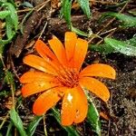 Mutisia decurrens Flower