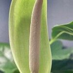 Alocasia micholitziana Floare