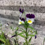 Viola tricolore L.Цвят