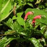 Centropogon cornutus Flower