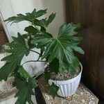 Philodendron bipinnatifidum পাতা