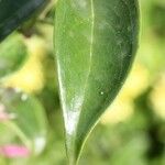 Jasminum laurifolium Blad