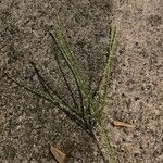 Digitaria ciliaris ফুল