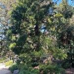 Sciadopitys verticillata Libunga