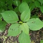 Laportea canadensis Leaf