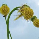 Cirsium erisithales Elinympäristö