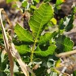 Sclerocarya birrea Leaf