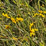Aspilia mossambicensis Flor