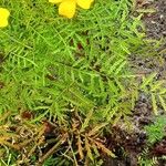 Tagetes tenuifolia Likasa