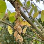 Pterostyrax hispidus Froito