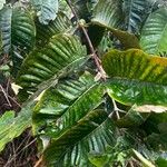 Harungana madagascariensis Hoja