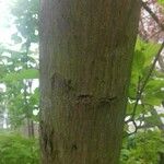 Acer tataricum Bark