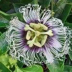 Passiflora edulis 花