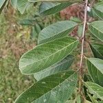 Psidium guineense Hostoa