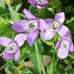 Gentianella campestris Fleur