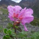 Rhododendron saluenense Virág
