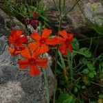 Primula cockburniana Blüte