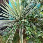 Agave angustifolia Feuille