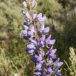 Lupinus sericeus Çiçek