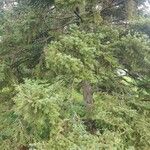 Picea glauca List