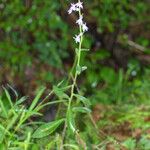 Lobelia puberula 整株植物