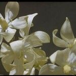 Hesperoyucca whipplei Blüte