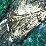 Melaleuca linariifolia Bark