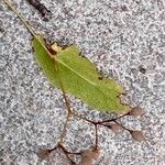 Tilia mongolica Fruit